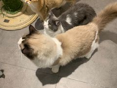 -飞行喵MR PILOT|猫舍·猫咖(静安大融城店)