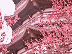 -洋湖国家湿地公园