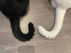 -爱侣宠医·鹦鹉专科·小型哺乳类·异宠专科(灵石路店)