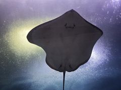 -珠海长隆海洋王国