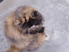 -瞄一喵猫咖(格力海岸店)