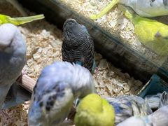 -青石桥花鸟鱼虫市场(叠翠城店)