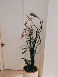 -玛莲朵·海菲秀冰珀科