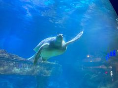 -海合安青岛极地海洋公园