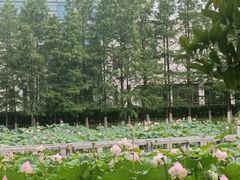 -金银湖国家城市湿地公园
