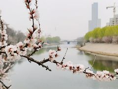 -桃花堤公园
