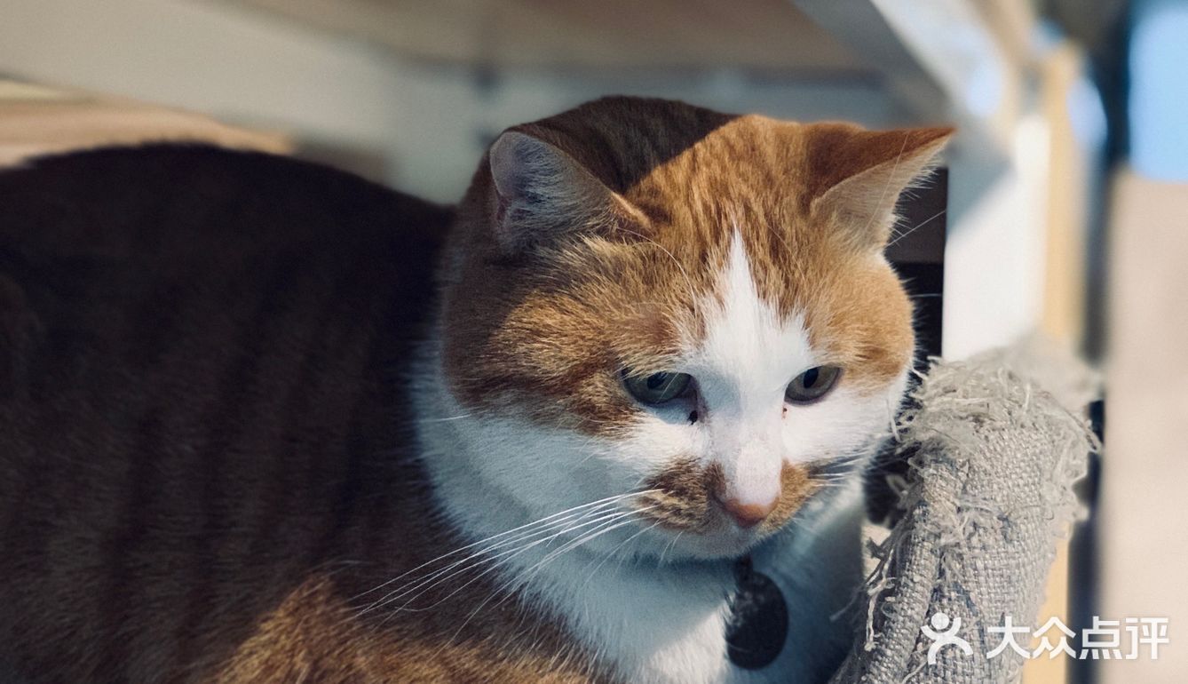 在这喝上一杯手冲，观察观察🐱们，午后时光舒服的紧[得意]