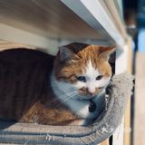 在这喝上一杯手冲，观察观察🐱们，午后时光舒服的紧[得意]