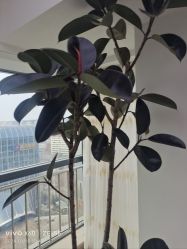 -HEYAN荷妍专业脱毛连锁机构