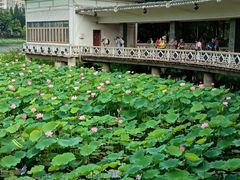 -荔湾湖公园