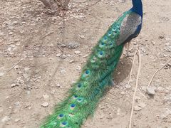 -新疆天山野生动物园