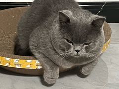 -pd派德宠物中心医院24H急重症·眼科中心·血液透析中心(嵩山北路店)