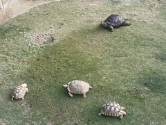 -广东惠东海龟国家级自然保护区