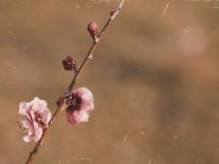 -蜀冈西峰生态公园