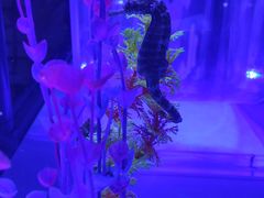 -海合安青岛极地海洋公园