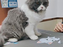 -宠颐生宠物医院·心肾内科·猫专科诊疗中心宠巢店