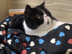 -纳吉亚猫专科动物医院(康都外科中心)
