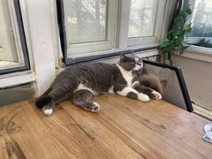 -猫小院猫主题咖啡厅(北锣店)