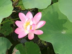 -天津东丽湖风景区