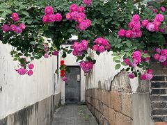 -艺圃