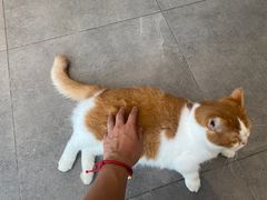 -飞行喵MR PILOT|猫舍·猫咖(静安大融城店)