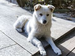 -内乡宝天曼生态旅游区