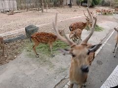 -清迈夜间动物园