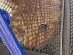 -瑞派福兴宠物医院犬猫全科·骨科·中西医结合(河东店)