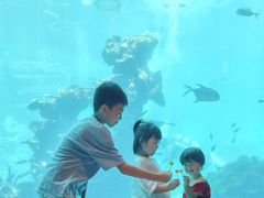 -海棠湾洲际-涛·海底餐厅·美人鱼·自助餐·海底隧道