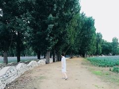 -紫海香堤香草艺术庄园
