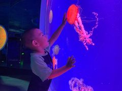 -芜湖新华联大白鲸海洋公园