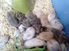 -桂林市花鸟市场