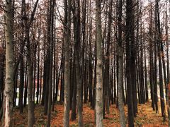 -三垟湿地