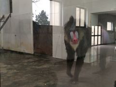 iphone_upload_pic-西安秦岭野生动物园