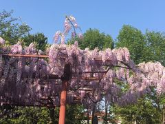-嘉定紫藤园