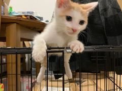 -萌兽医馆·宠物医院·猫骨科(创景店)