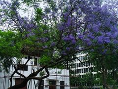 -四川大学(望江校区)