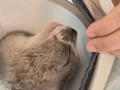 -瑞派宠物医院·犬猫全科·猫友好(宾水西道店)