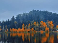 -五营红松林海景区