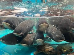 -魏铭鱼头捞饭(晋阳路店)