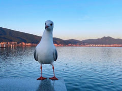 -海埂大坝