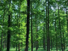 -黄海国家森林公园