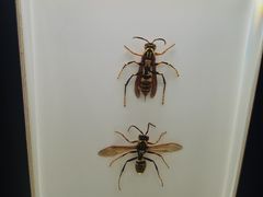 -河南自然博物馆