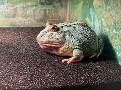 -上海大自然野生昆虫馆(东方明珠·爬宠昆虫探索中心)