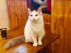 -猫色咖啡·猫咖