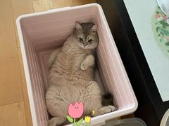 -东方名猫馆·英短金渐层布偶猫舍(环线广场1号楼店)