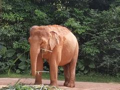 -广州长隆野生动物世界