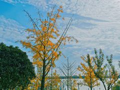 -上海山野camping·户外天幕烧烤·团建拓展营地