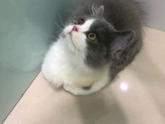 -佳雯宠物医院(金华南路分院)