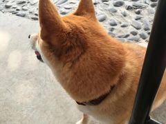 -柴犬高等学院·狗咖·柴犬售卖·宠物训练